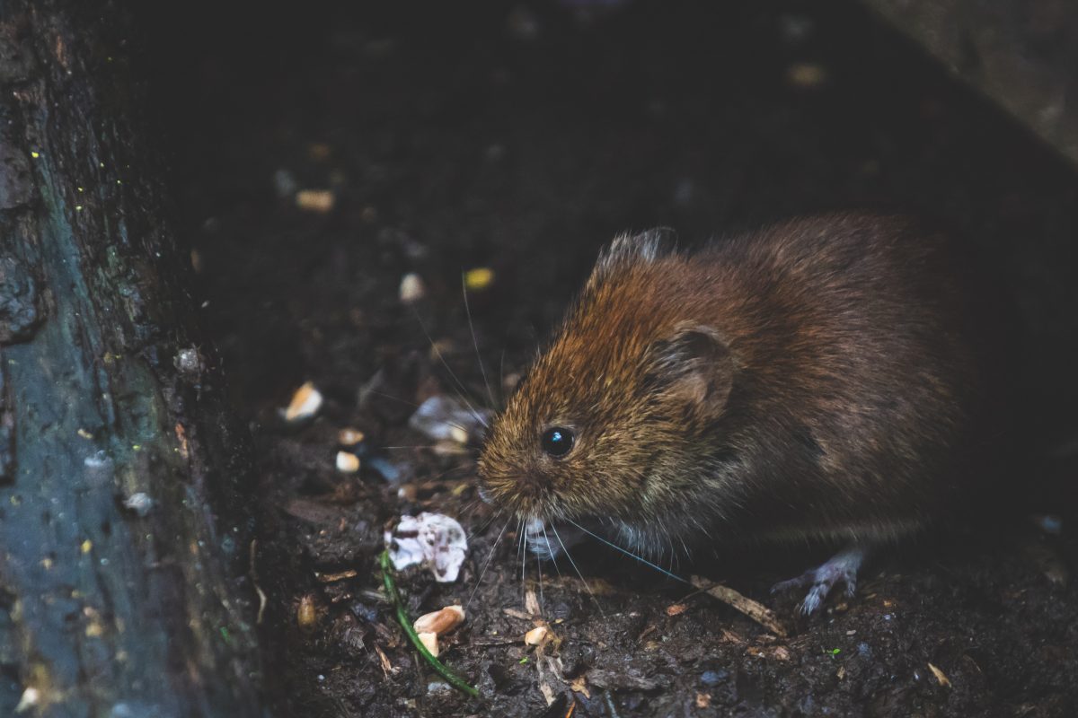 rodent pest control in Colorado