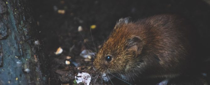rodent pest control in Colorado