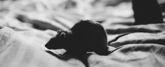 Rat & Rodent Control in Colorado Springs