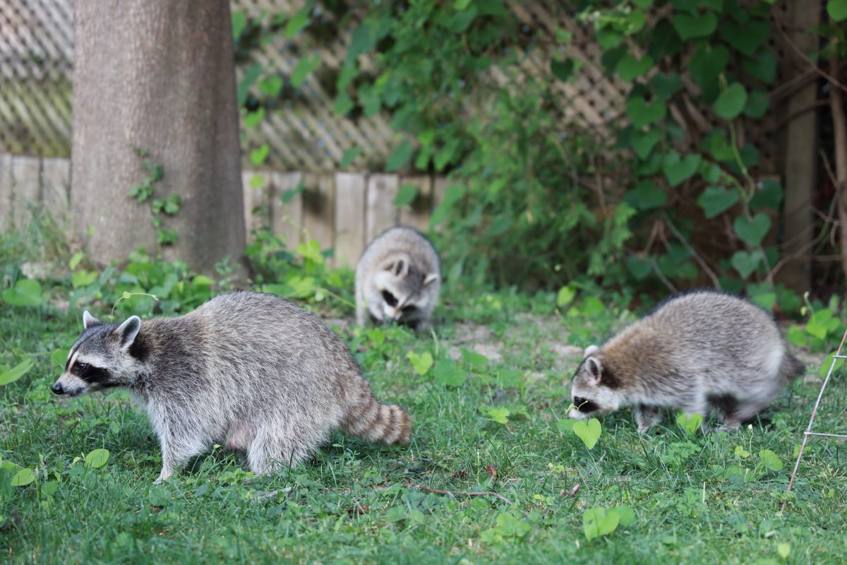 Interesting Facts About Nuisance Wildlife - Mug-A-Bug