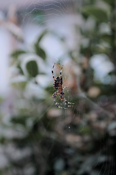 Colorado spider exterminator near me