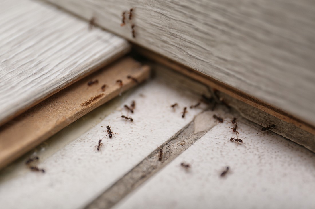 How to Get Rid of Wood Destroying Insects 
