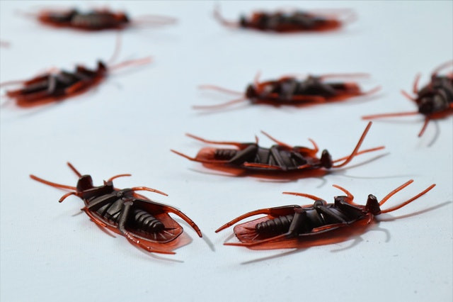 cockroach infestation in Colorado Springs