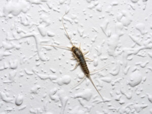 silverfish