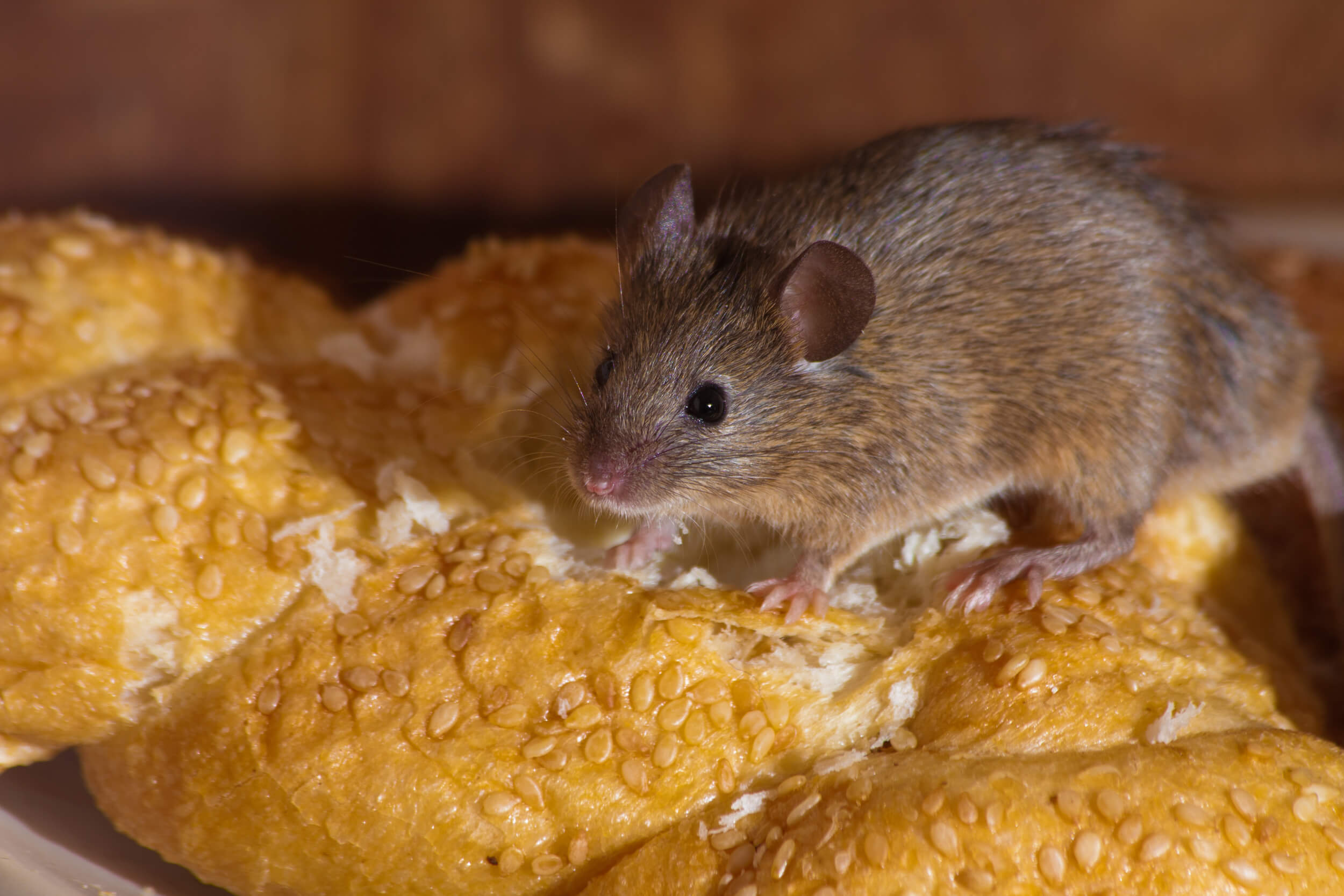 Types of Common Rodents