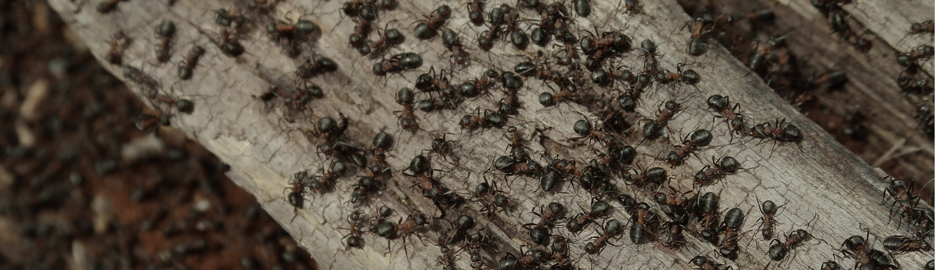 Ants