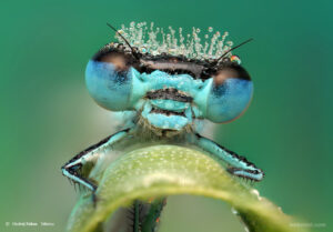 a blue bug near Fort Carson, Colorado