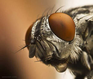 a fly coming from the ground and land in East Colorado