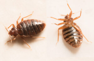 bed bugs near the Army's youngest installations in Fort Carson, Colorado