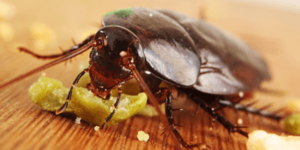 cockroaches in Camp Carson near Fort Carson, CO