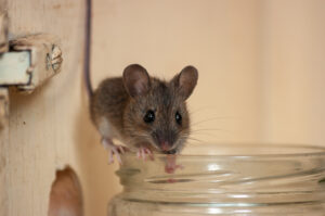 a mouse in a jar near family members in Colorado
