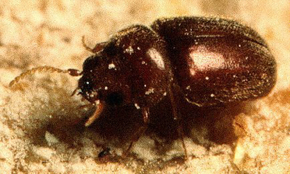 Mug-A-Bug Pest & Termite Control help remove pests with pest control.